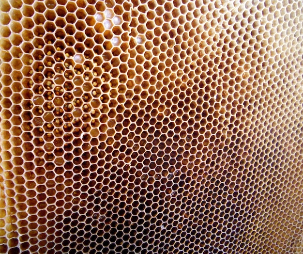 Foto panal de cera de textura hexagonal de fondo de una colmena de abejas