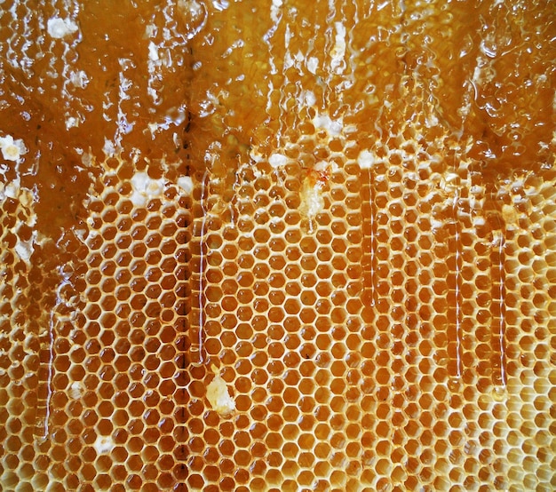 Panal de cera de textura hexagonal de fondo de una colmena de abejas