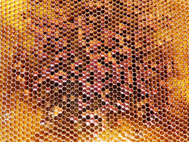 Panal de cera de textura hexagonal de fondo de una colmena de abejas