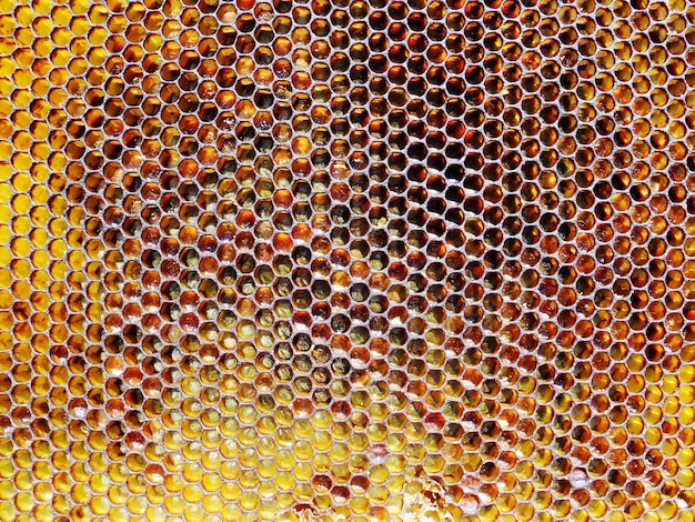 Panal de cera de textura hexagonal de fondo de una colmena de abejas