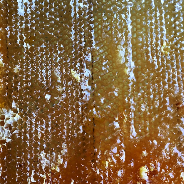 Panal de colmena de abejas llena