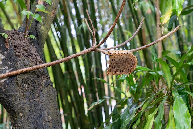 El panal se crea y se cuelga en la rama del árbol.