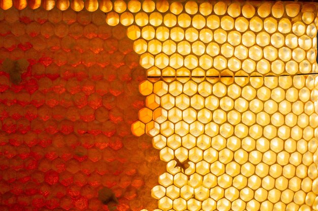 Panal con dulce miel dorada Alimentación saludable Concepto de apicultura Productos de abejas por concepto de ingredientes naturales orgánicos
