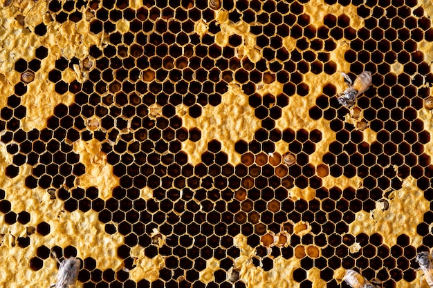 Panal con fondo de textura de abeja