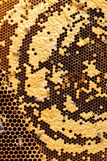 Panal con fondo de textura de abeja