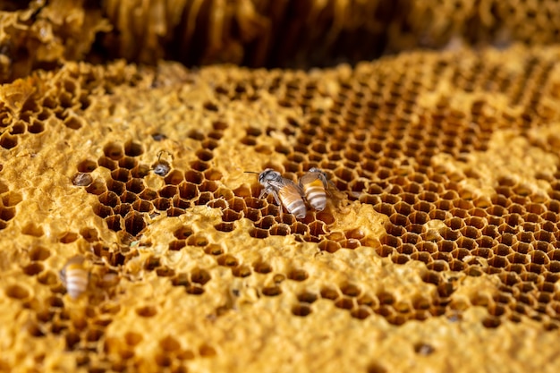 Panal con fondo de textura de abeja