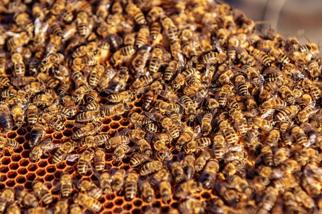 Panal con miel y abejas Apicultura