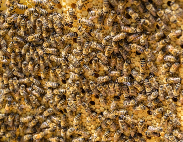 Un panal de miel de una colmena lleno de miel dorada