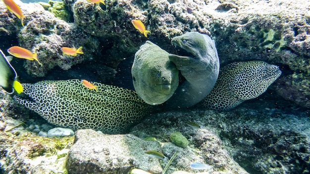 Panal y morenas gigantes, Maldivas.