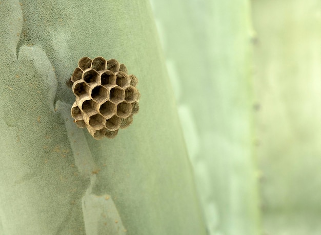 panal pegado en la planta verde