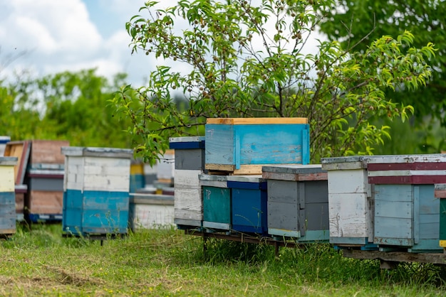 Panales de madera de pie en el campo. Casas de abejas sobre un césped verde.