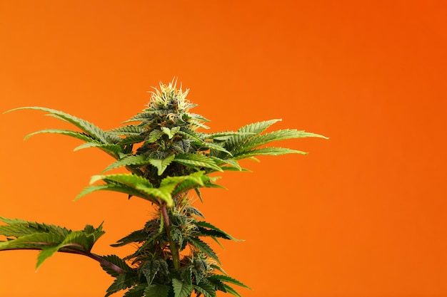 Pancarta larga de plantas de marihuana Hermoso fondo de cannabis tropical Nueva apariencia en la variedad agrícola de cáñamo Cannabis exótico vibrante con hojas y cogollos en colores naranja