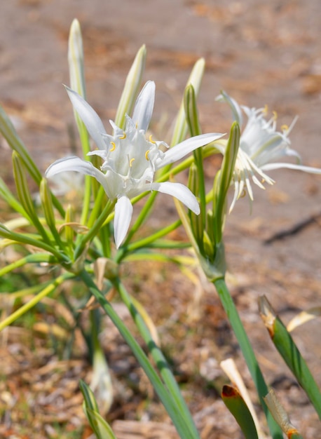 Pancratium maritimum na praia da ilha grega de Evia na Grécia