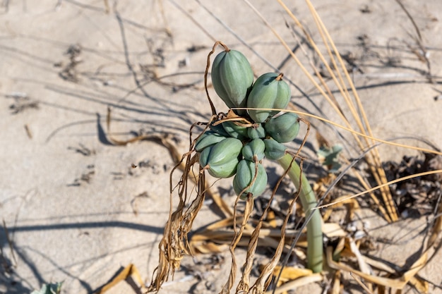 Pancratium maritimum planta silvestre bulbosa lirio de arena o narciso de mar