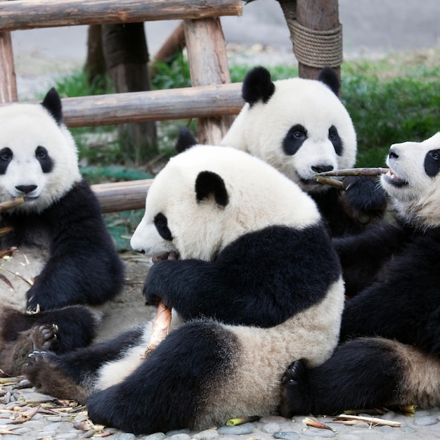 El panda 23