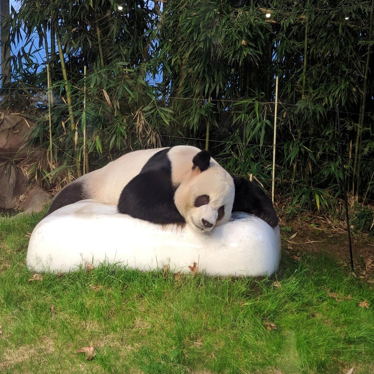 Foto el panda 99