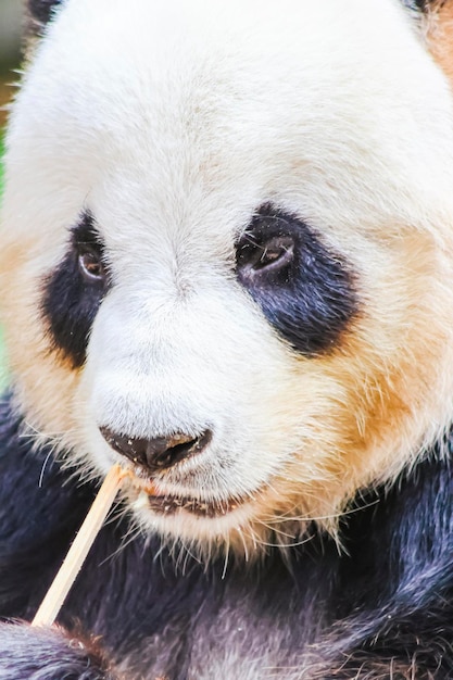 Un panda come un palo de bambú en un zoológico.