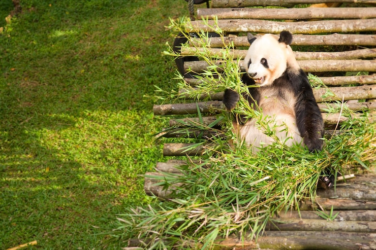 Foto un panda comiendo bambú en el zoológico
