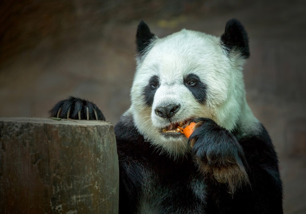 Panda comiendo zanahorias.