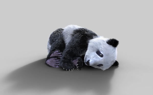 Panda der Illustration 3d lokalisiert auf weißem Hintergrund mit Beschneidungspfad, ein netter Pandabär.