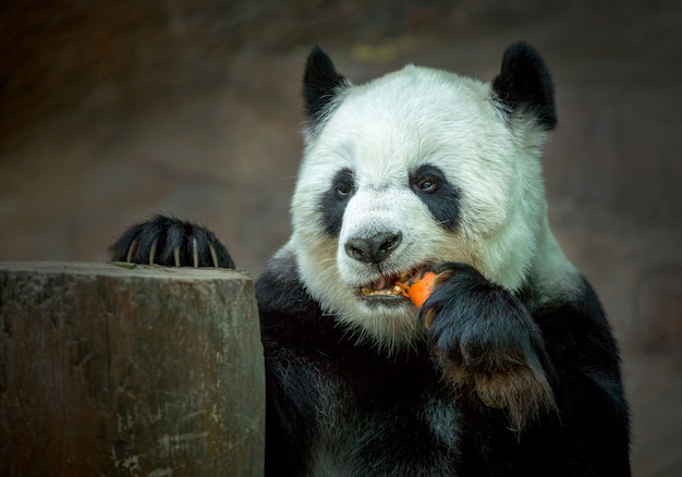 Panda, der Karotten isst.