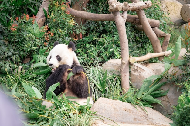 Panda está comiendo hojas de bambú para el almuerzo