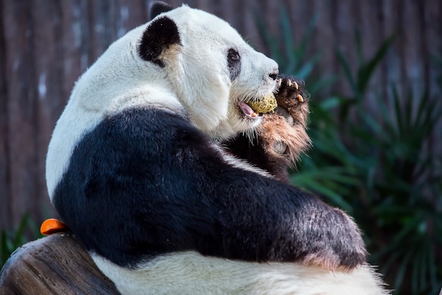 Panda está dormindo comendo divisão