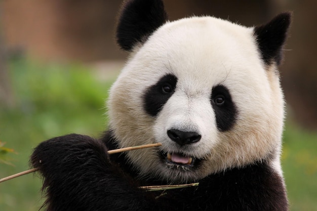 Foto panda frisst das bambussäugetier