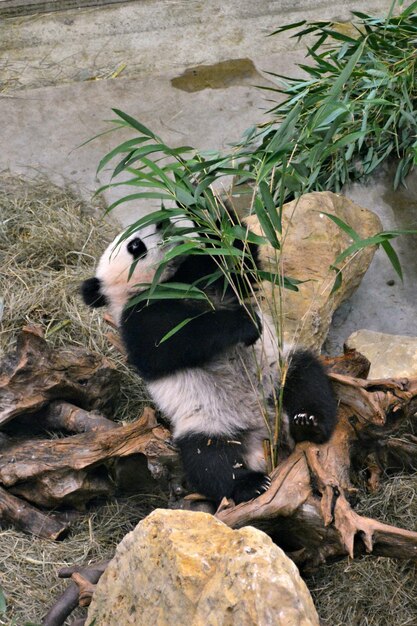 Foto panda frisst grüne blätter am boden