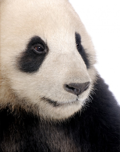 Panda gigante, Ailuropoda melanoleuca em um branco isolado