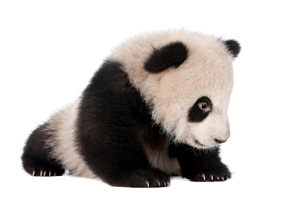 Panda gigante, Ailuropoda melanoleuca em um branco isolado