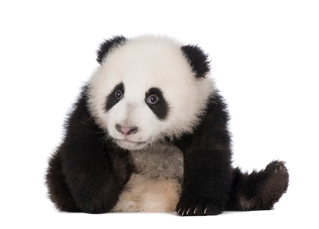 Panda gigante, ailuropoda melanoleuca em um branco isolado