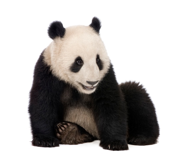 Panda gigante, Ailuropoda melanoleuca sobre un blanco aislado
