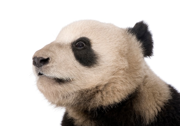 Panda gigante, Ailuropoda melanoleuca sobre un blanco aislado