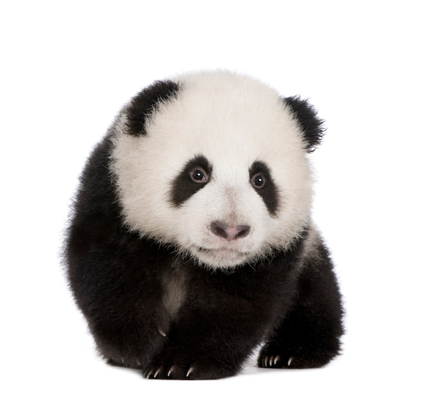 Panda gigante, Ailuropoda melanoleuca sobre un blanco aislado