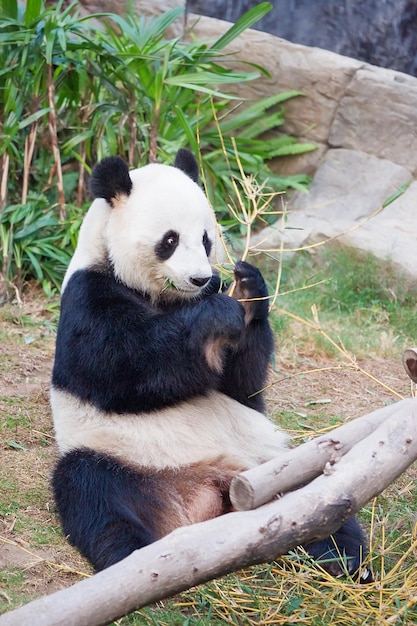 Panda gigante blanco y negro comiendo hojas de bambú en el zoológico, en Hong Kong Ocean Park.