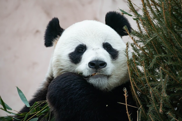 Un panda gigante blanco y negro está comiendo bambú. Primer plano de animales grandes.