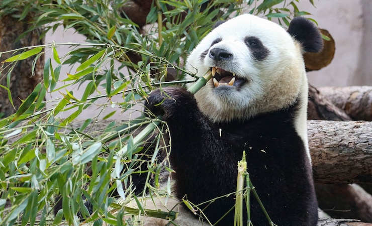 Foto panda gigante blanco y negro mordisquea bambú.