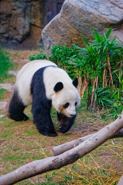 Panda gigante blanco y negro en el zoológico de Ocean Park en Hong Kong.