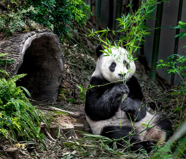 Panda gigante com fome