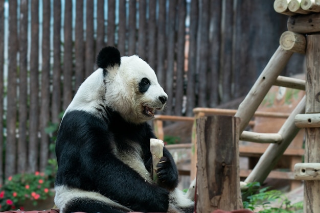 Panda gigante come bambú en el parque.