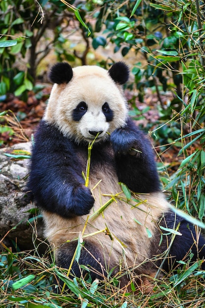 Panda gigante comendo bambu na china