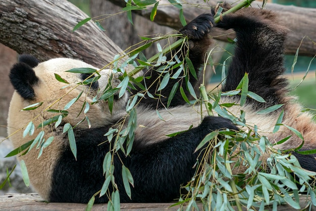 Panda gigante comendo bambu