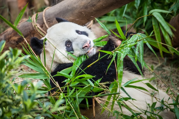 Foto panda gigante está comiendo hoja de bambú verde
