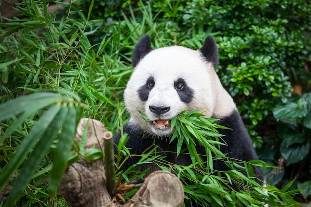 Panda gigante hambriento en bosque de selva verde