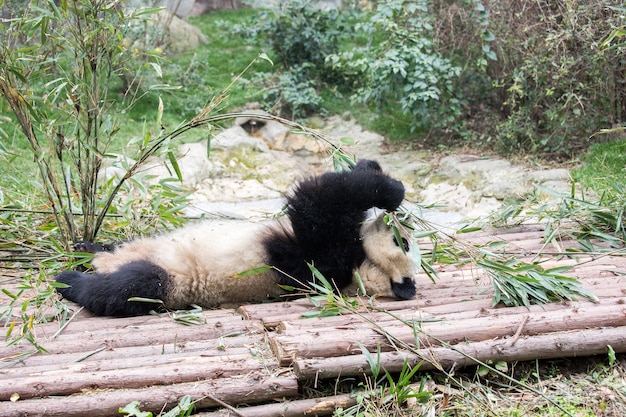 Panda gigante juega mientras come bambú