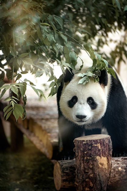 Panda gigante, olhando para a câmera