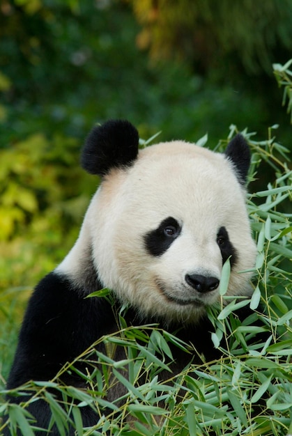 Foto panda gigante