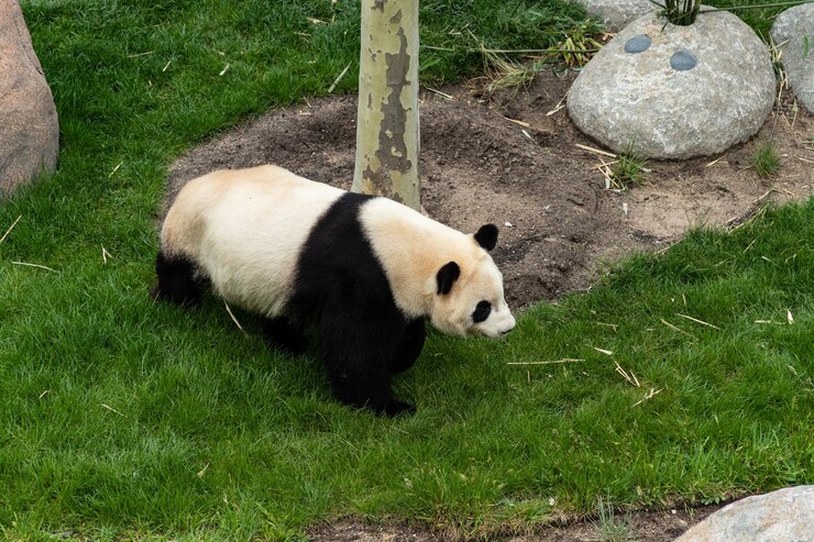 Foto panda lindo caminado en zoológico