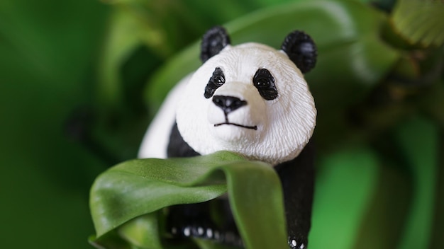 El panda en la naturaleza